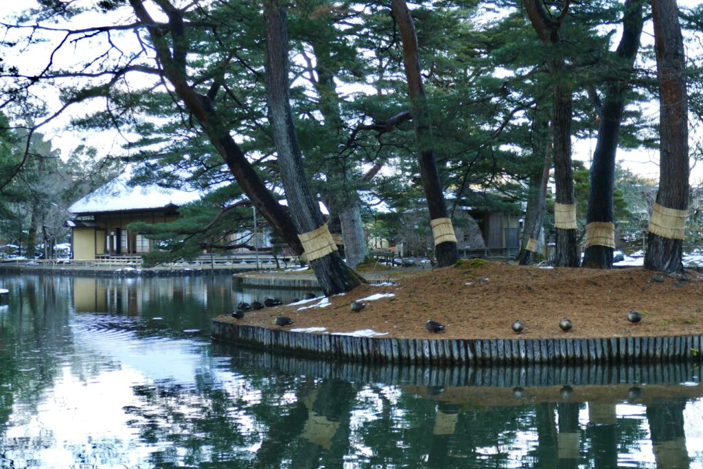 鴨の憩いの場になっています